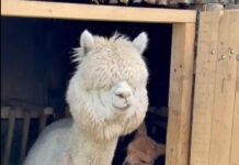 Un pui de alpaca aduce bucurie în Parcul „Nicolae Romanescu” din Craiova