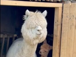Un pui de alpaca aduce bucurie în Parcul „Nicolae Romanescu” din Craiova Un pui de alpaca aduce bucurie în Parcul „Nicolae Romanescu” din Craiova