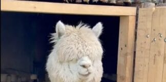 Un pui de alpaca aduce bucurie în Parcul „Nicolae Romanescu” din Craiova