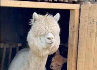 Un pui de alpaca aduce bucurie în Parcul „Nicolae Romanescu” din Craiova