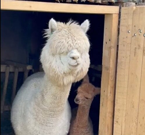 Un pui de alpaca aduce bucurie în Parcul „Nicolae Romanescu” din Craiova Un pui de alpaca aduce bucurie în Parcul „Nicolae Romanescu” din Craiova