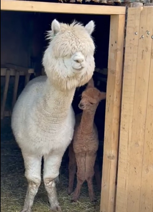 pui de alpaca Un pui de alpaca aduce bucurie în Parcul „Nicolae Romanescu” din Craiova