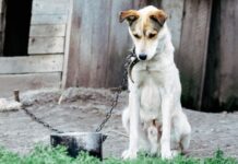 Uniunea Europeană impune noi reguli pentru protecția câinilor și pisicilor: microcipare obligatorie și interzicerea ținerii câinilor în lanț