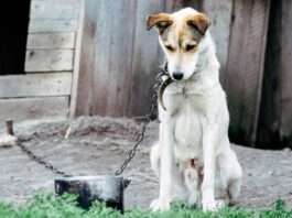 Uniunea Europeană impune noi reguli pentru protecția câinilor și pisicilor: microcipare obligatorie și interzicerea ținerii câinilor în lanț