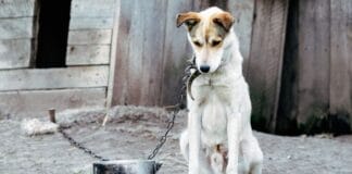 Uniunea Europeană impune noi reguli pentru protecția câinilor și pisicilor: microcipare obligatorie și interzicerea ținerii câinilor în lanț