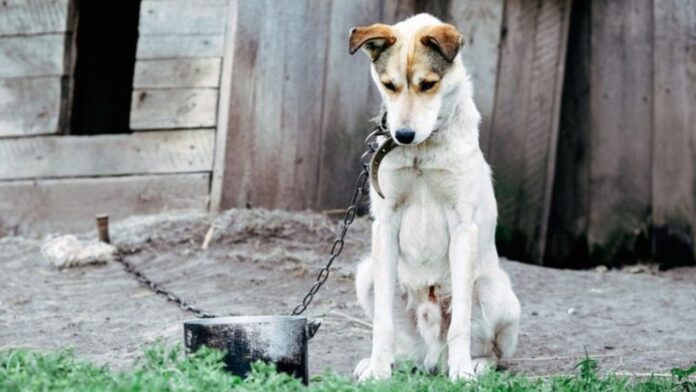 Uniunea Europeană impune noi reguli pentru protecția câinilor și pisicilor: microcipare obligatorie și interzicerea ținerii câinilor în lanț