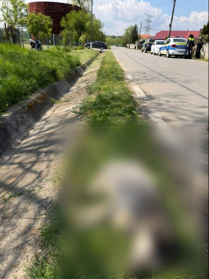 Cruzime șocantă în Gorj: un bărbat a ucis un câine și a mutilat altul după ce animalele au intrat în cotețul cu găini