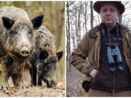 Firma familiei lui Ion Iordache cere despăgubiri de 3,5 milioane lei pentru sacrificarea a 656 de mistreți