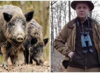 Firma familiei lui Ion Iordache cere despăgubiri de 3,5 milioane lei pentru sacrificarea a 656 de mistreți