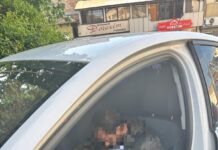 Hoțul somnoros din Târgu Jiu: prins de polițiști dormind în mașina pe care încerca să o jefuiască