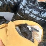 iezi nou-născuți, abandonați pe câmp de ciobani. Doi pui salvați în ultimul moment