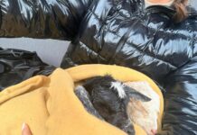 iezi nou-născuți, abandonați pe câmp de ciobani. Doi pui salvați în ultimul moment