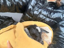 iezi nou-născuți, abandonați pe câmp de ciobani. Doi pui salvați în ultimul moment