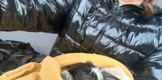 iezi nou-născuți, abandonați pe câmp de ciobani. Doi pui salvați în ultimul moment