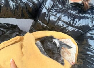 iezi nou-născuți, abandonați pe câmp de ciobani. Doi pui salvați în ultimul moment