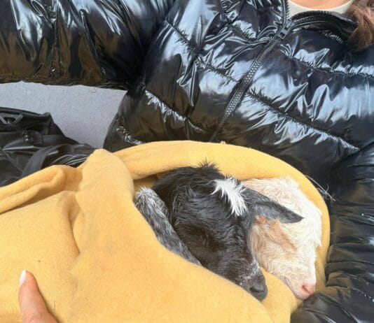 iezi nou-născuți, abandonați pe câmp de ciobani. Doi pui salvați în ultimul moment