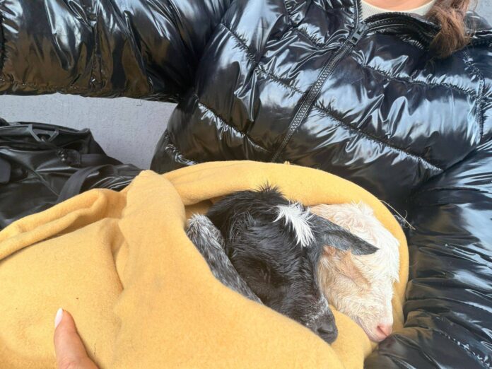 iezi nou-născuți, abandonați pe câmp de ciobani. Doi pui salvați în ultimul moment