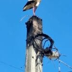 Foto: S-a întors la cuibul ars, fără să știe că puii ei nu mai sunt: drama unei berze din Turcinești