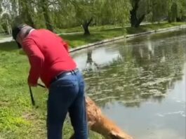 Un bărbat s-a ales cu dosar penal după ce ar fi încercat să-și înece câinele în lac