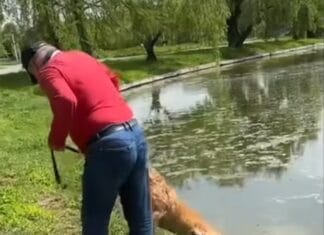 Video: Un bărbat s-a ales cu dosar penal după ce ar fi încercat să-și înece câinele în lac Un bărbat s-a ales cu dosar penal după ce ar fi încercat să-și înece câinele în lac