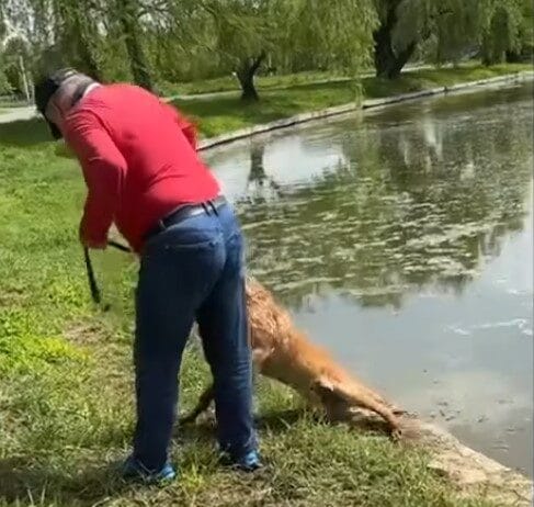 Video: Un bărbat s-a ales cu dosar penal după ce ar fi încercat să-și înece câinele în lac Un bărbat s-a ales cu dosar penal după ce ar fi încercat să-și înece câinele în lac