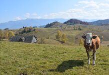 Tot mai mulți români aleg viața la țară. Gorjul, printre județele cu cea mai mare creștere a construcțiilor de locuințe în mediul rural