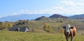 Tot mai mulți români aleg viața la țară. Gorjul, printre județele cu cea mai mare creștere a construcțiilor de locuințe în mediul rural