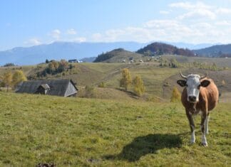Tot mai mulți români aleg viața la țară. Gorjul, printre județele cu cea mai mare creștere a construcțiilor de locuințe în mediul rural