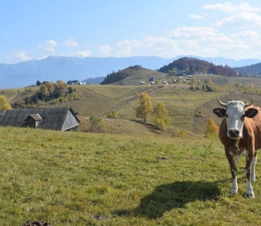 Tot mai mulți români aleg viața la țară. Gorjul, printre județele cu cea mai mare creștere a construcțiilor de locuințe în mediul rural