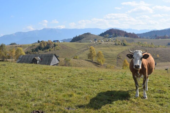 Tot mai mulți români aleg viața la țară. Gorjul, printre județele cu cea mai mare creștere a construcțiilor de locuințe în mediul rural
