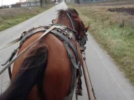 Și-a bătut calul cu diferite obiecte, în mod repetat. Bărbat din Gorj, reținut de polițiști