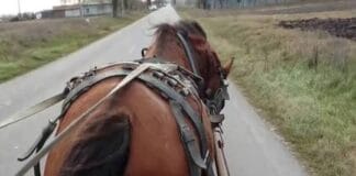 Și-a bătut calul cu diferite obiecte, în mod repetat. Bărbat din Gorj, reținut de polițiști