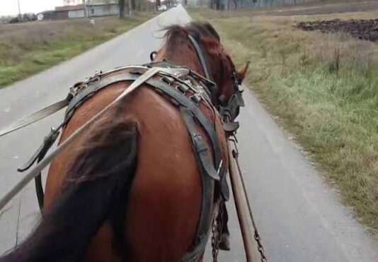 Și-a bătut calul cu diferite obiecte, în mod repetat. Bărbat din Gorj, reținut de polițiști