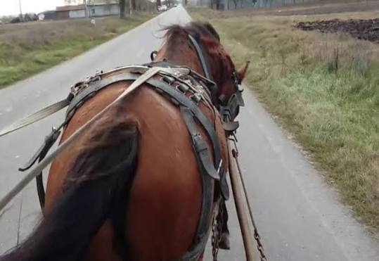 cal Și-a bătut calul cu diferite obiecte, în mod repetat. Bărbat din Gorj, reținut de polițiști