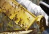 Apicultorii din Gorj au miere, dar nu au cui să o vândă! Importurile ieftine pun presiune pe producătorii locali Apicultorii din Gorj au miere, dar nu au cui să o vândă! Importurile ieftine pun presiune pe producătorii locali