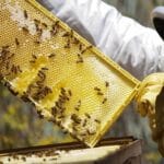 Apicultorii din Gorj au miere, dar nu au cui să o vândă! Importurile ieftine pun presiune pe producătorii locali Apicultorii din Gorj au miere, dar nu au cui să o vândă! Importurile ieftine pun presiune pe producătorii locali