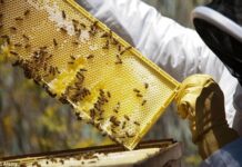 Apicultorii din Gorj au miere, dar nu au cui să o vândă! Importurile ieftine pun presiune pe producătorii locali Apicultorii din Gorj au miere, dar nu au cui să o vândă! Importurile ieftine pun presiune pe producătorii locali