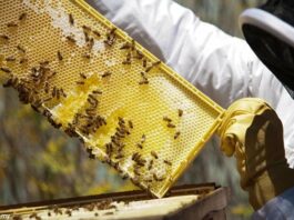 Apicultorii din Gorj au miere, dar nu au cui să o vândă! Importurile ieftine pun presiune pe producătorii locali Apicultorii din Gorj au miere, dar nu au cui să o vândă! Importurile ieftine pun presiune pe producătorii locali