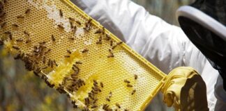 Apicultorii din Gorj au miere, dar nu au cui să o vândă! Importurile ieftine pun presiune pe producătorii locali
