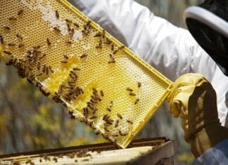 Apicultorii din Gorj au miere, dar nu au cui să o vândă! Importurile ieftine pun presiune pe producătorii locali Apicultorii din Gorj au miere, dar nu au cui să o vândă! Importurile ieftine pun presiune pe producătorii locali
