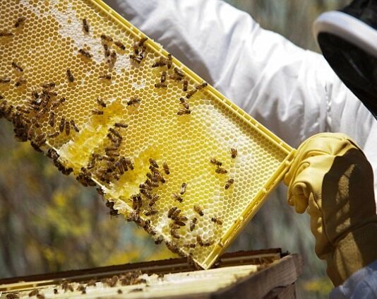 Apicultorii din Gorj au miere, dar nu au cui să o vândă! Importurile ieftine pun presiune pe producătorii locali Apicultorii din Gorj au miere, dar nu au cui să o vândă! Importurile ieftine pun presiune pe producătorii locali